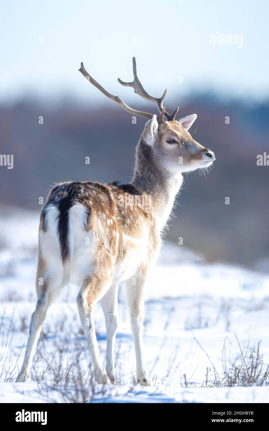 Allow cervi pugno Dama Dama foraggio nella foresta invernale neve e ghiaccio, fuoco selettivo è utilizzato. Foto Stock