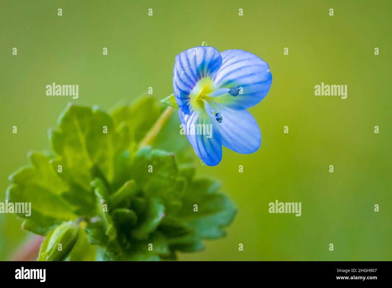 Primo piano di Veronica persica, petali blu dei fiori speedwell che fioriscono durante la stagione primingtime. Foto Stock