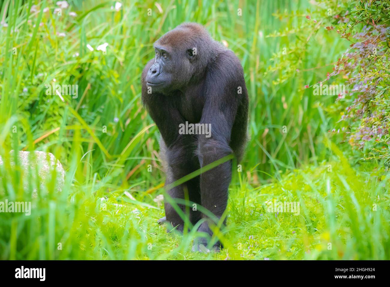 Primo piano di un Gorilla che cammina attraverso l'erba alta in un prato Foto Stock