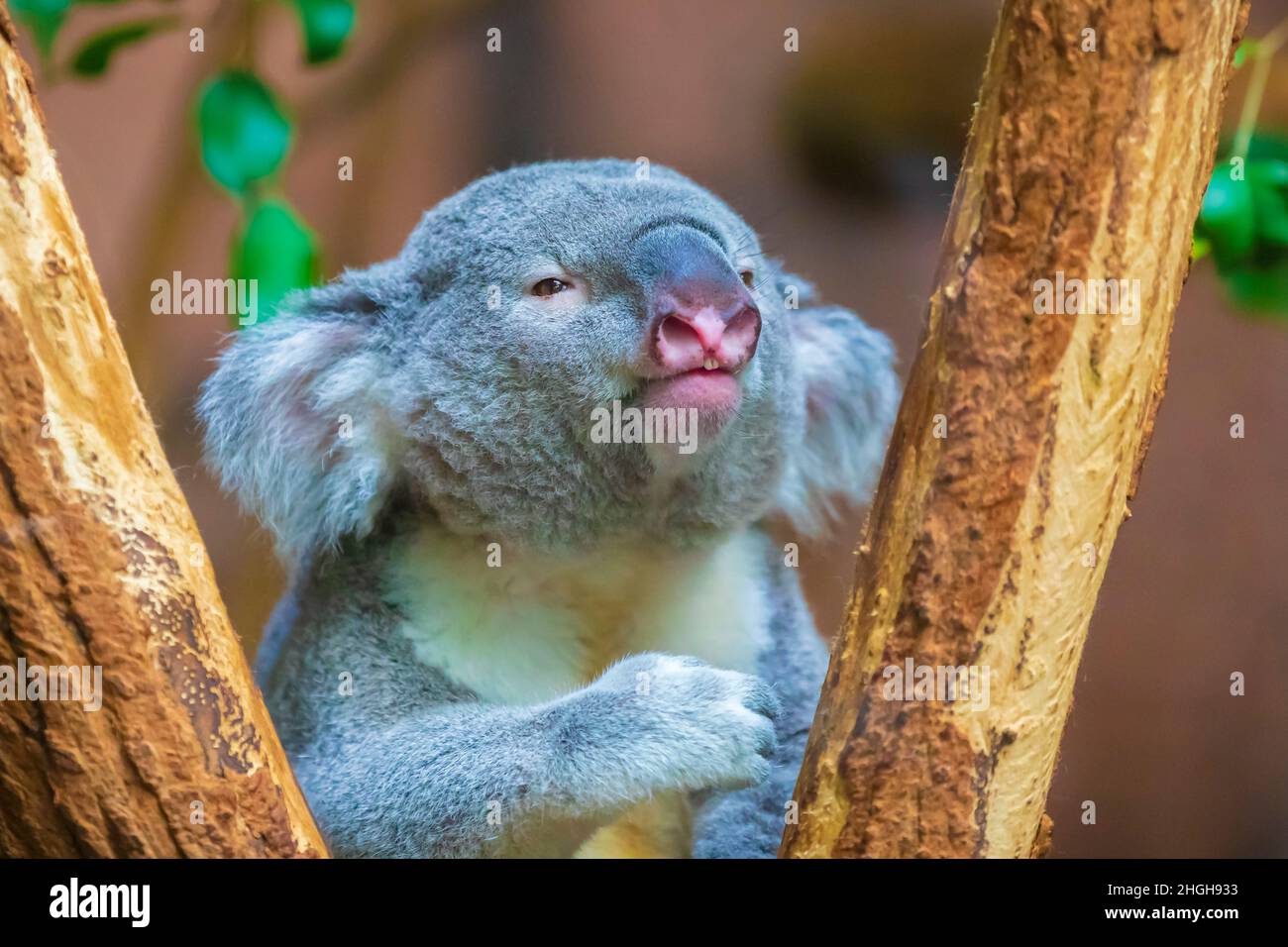 Primo piano di un koala, fascolarctos cinereus, che riposa in un albero Foto Stock