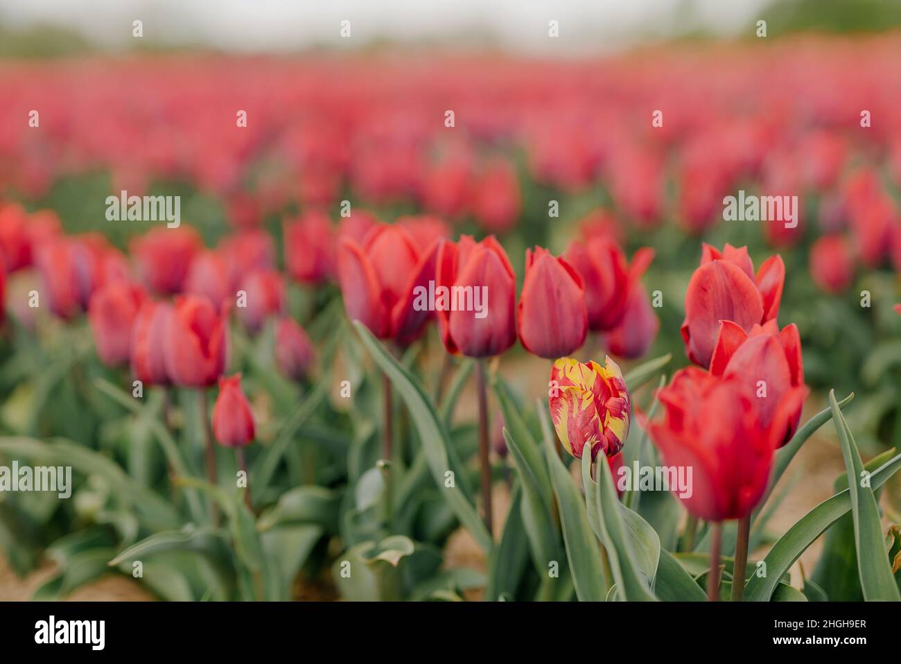 Bella tulipani rossi fioritura su campo Agricoltura. Tulipano infettato con virus dei fiori Foto Stock