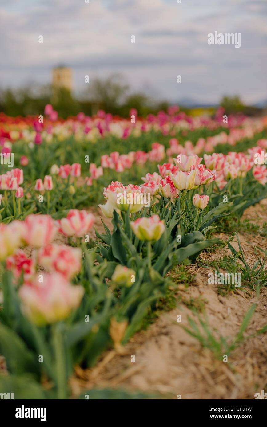 Tulipani bianchi e rosa multicolore in fiore sul campo presso la Fattoria di piantagione di fiori in Olanda Foto Stock