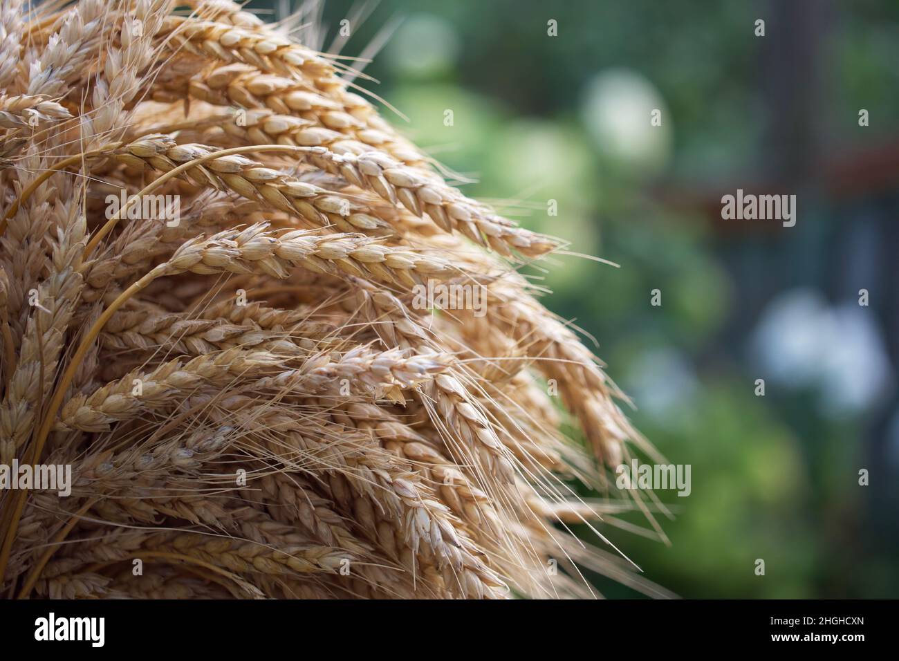 Spighe di grano maturo prese in primo piano. Spazio per il testo. Foto Stock