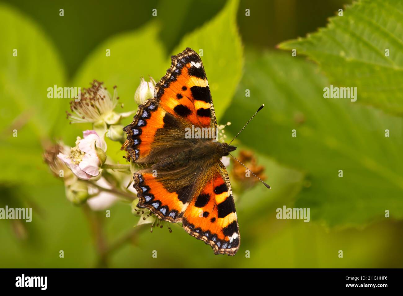 Piccola farfalla di tartaruga (Aglais urticae) seduta su fiori di bramble Foto Stock
