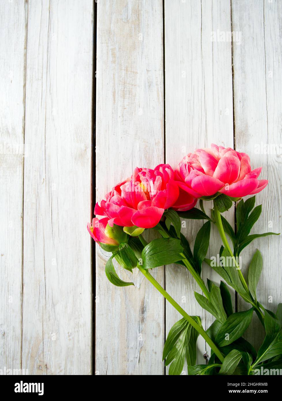 belle peonie su superficie di legno Foto Stock