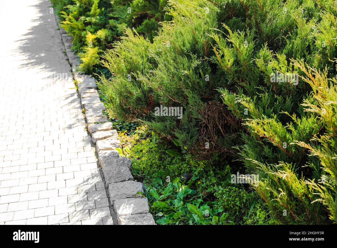 Cespugli di ginepro giardino giapponese nel parco Foto Stock