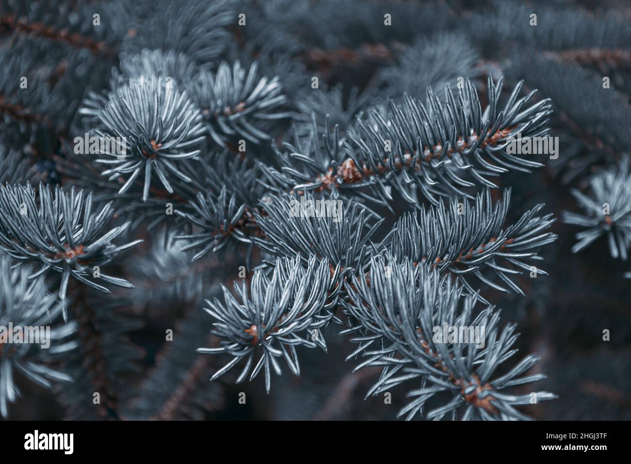 Rametti di pino o abete rosso, abete. Primo piano su un fondo scuro, bruna ramificazione di conifere grigio e vivace. Sfondo floreale per il design. Foto Stock