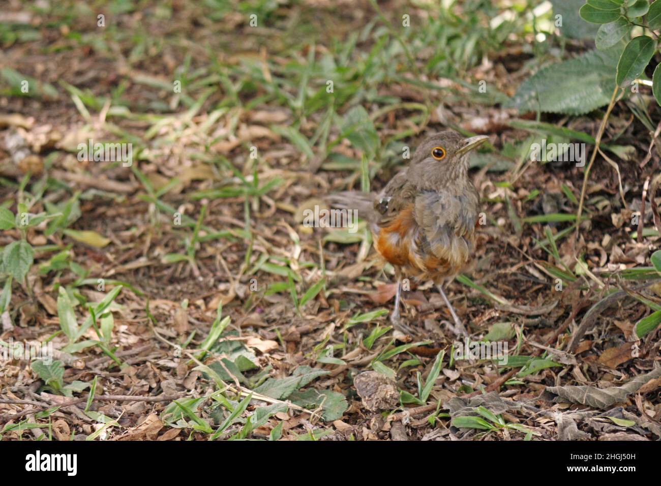 Il mughetto arancione (Turdus rufiventris) che cammina nell'erba vicino agli alberi. Rappresenta la fauna ornitologica brasiliana, essendo considerata il synm Foto Stock