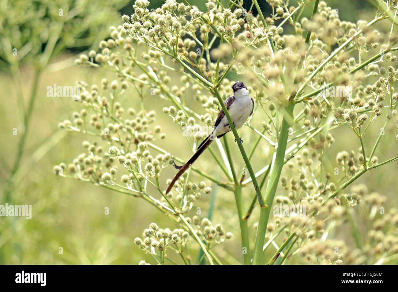 Piccolo uccello, con una lunga coda nera, arroccato su un ramo d'albero. Una pausa dai vostri voli costanti in natura. Foto Stock