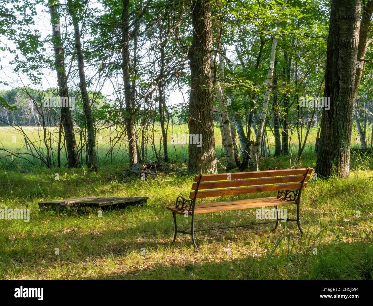 Panca di legno vuota in un bosco tranquillo tra alberi alti vicino a un prato tranquillo. Foto Stock