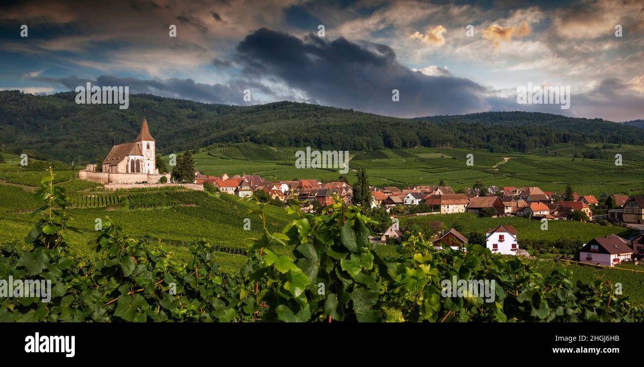 Kirche in den Weinbergen, Gotische Wehrkirche Saint-Jacques, Hunawihr, Alto Reno, elsässische Weinstrasse, Elsass, Frankreich Foto Stock