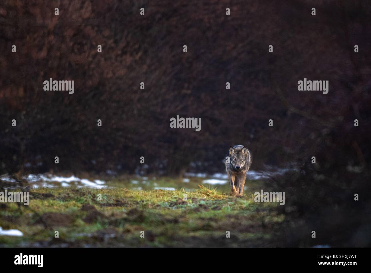 Lupo grigio, Canis lupus, Bieszczady mts., Carpazi, Polonia. Foto Stock