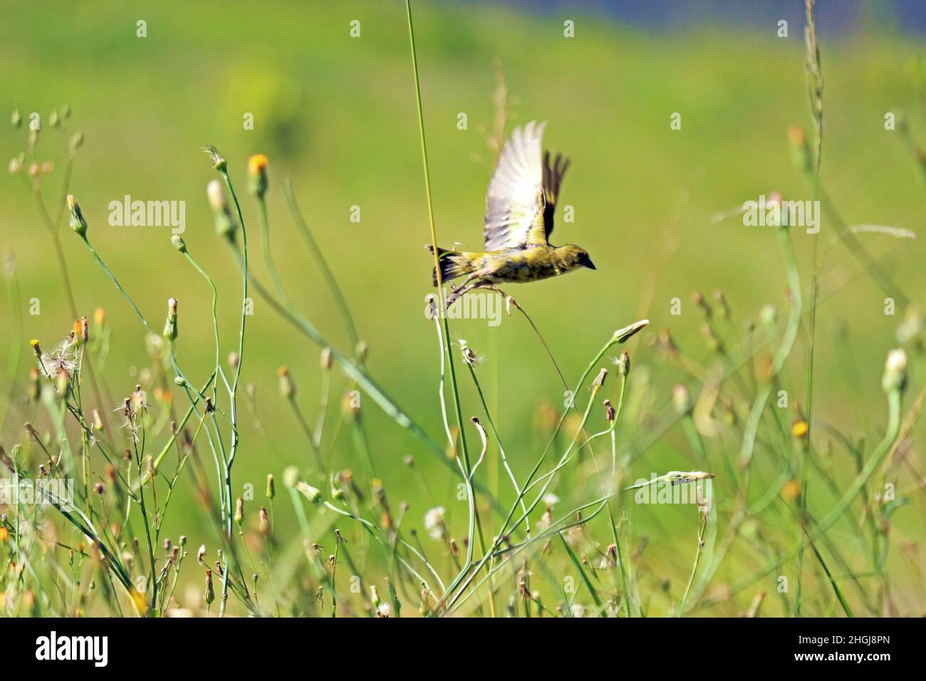 Uccello che prende il volo, in mezzo al sottobosco di erbe fiorite. Un'immagine di motivazione. Foto Stock