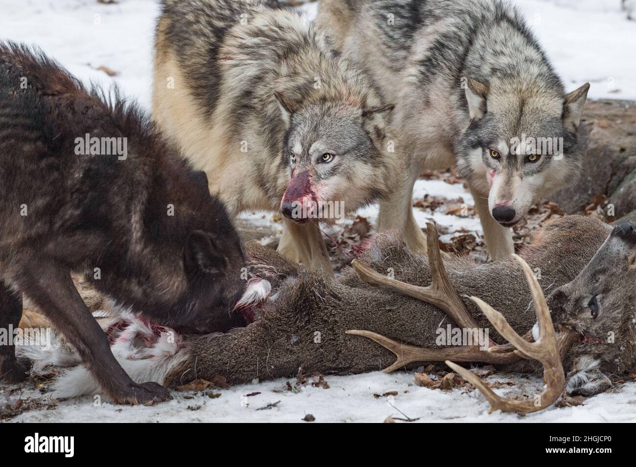 Lupi grigi ricoperti di sangue (Canis lupus) Guarda in su da White-Tail Deer Dead Winter - Captive Animals Foto Stock