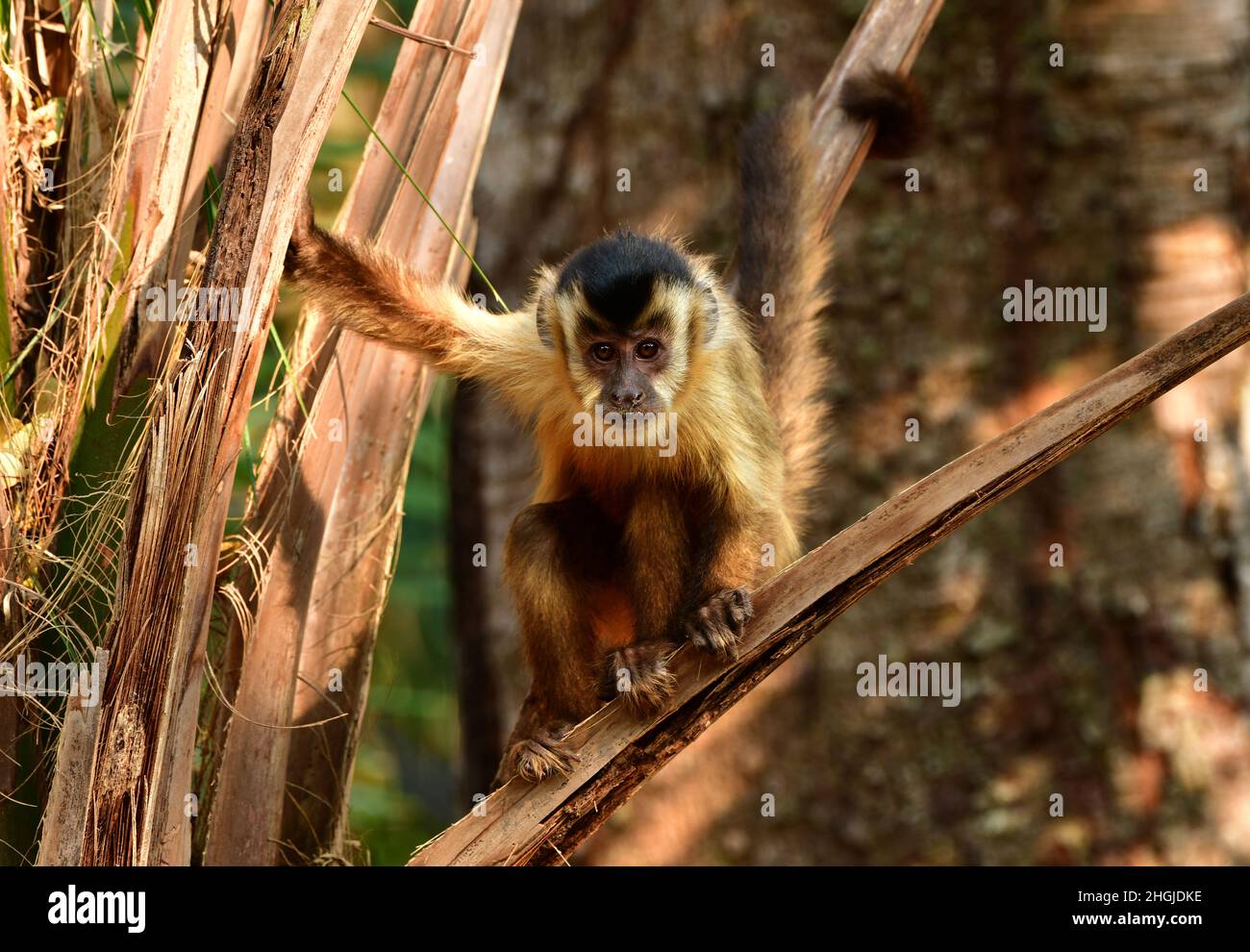 Scimmia cappuccina (Cebus apella) che mangia frutta da una palma. Pantanal, Brasile Foto Stock