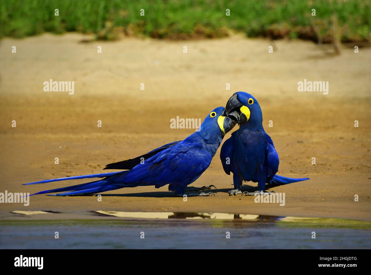 Due macaws di Hyacinth (Anodorhynchus hyacinthinus) che toccano i loro bechs insieme su una banca di fiume. Pantanal, Brasile Foto Stock
