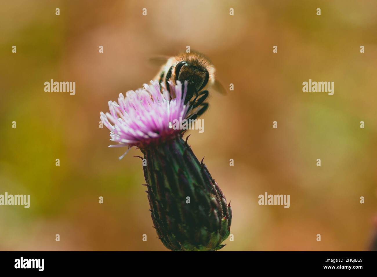 Ape di miele su un fiore viola di cardo melancholy con sfondo bokeh colorato. Foto Stock Ape di miele su un fiore viola di cardo melancholy con sfondo bokeh colorato. Foto Stock