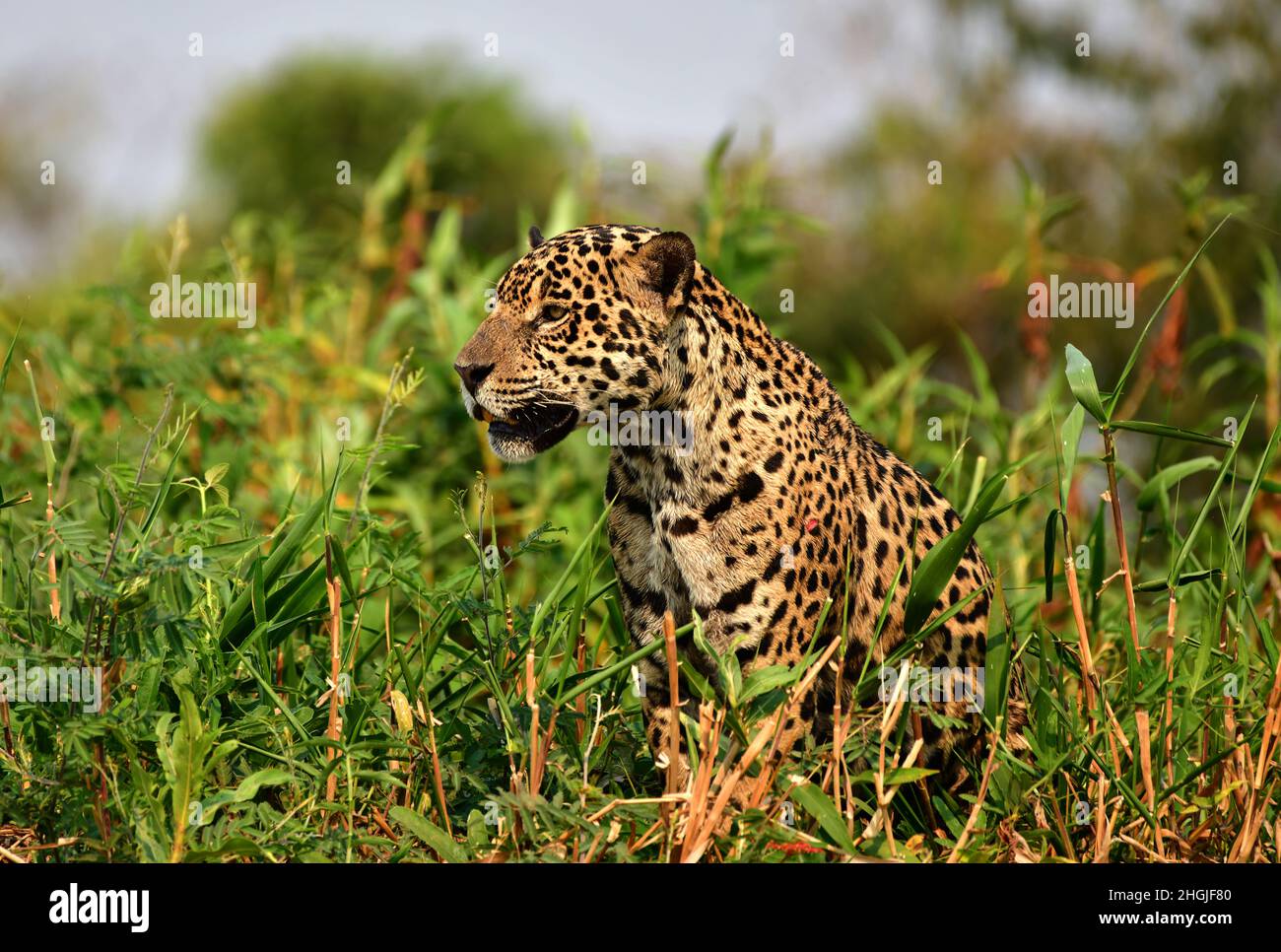 Jaguar (Panthera onca) nella vegetazione una riva del fiume, Pantanal, Mato Grosso, Brasile Foto Stock