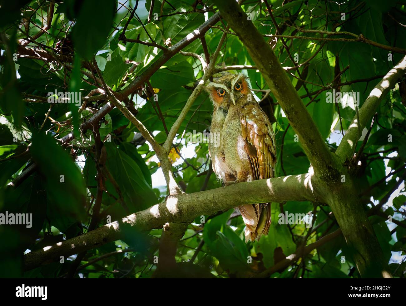 Gufo crestato (Lophostrix cristata), Parco Nazionale di Corcovado, Penisola di Osa, Costa Rica, America Centrale Foto Stock