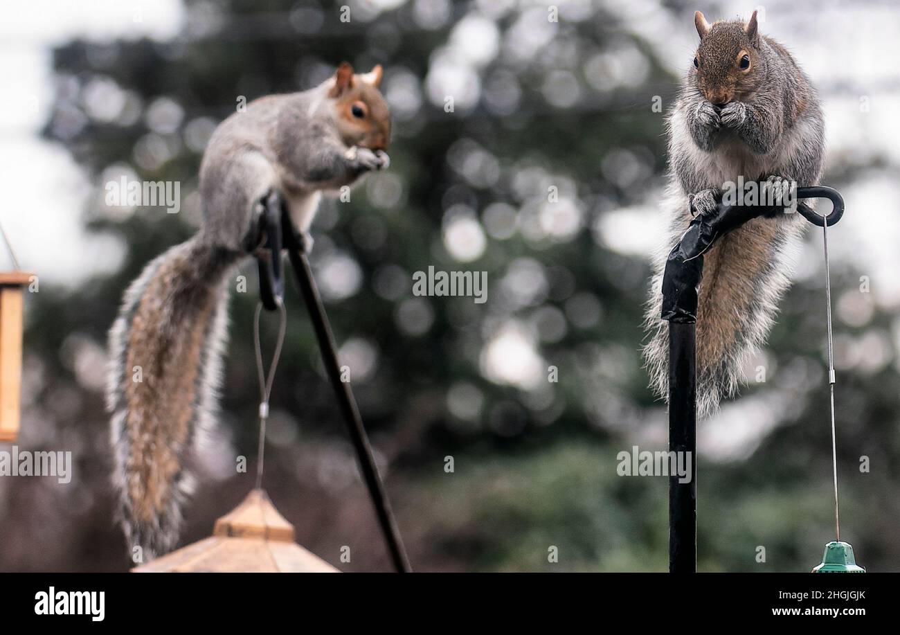 Gli scoiattoli invadono gli alimentatori di uccelli del cortile Foto Stock
