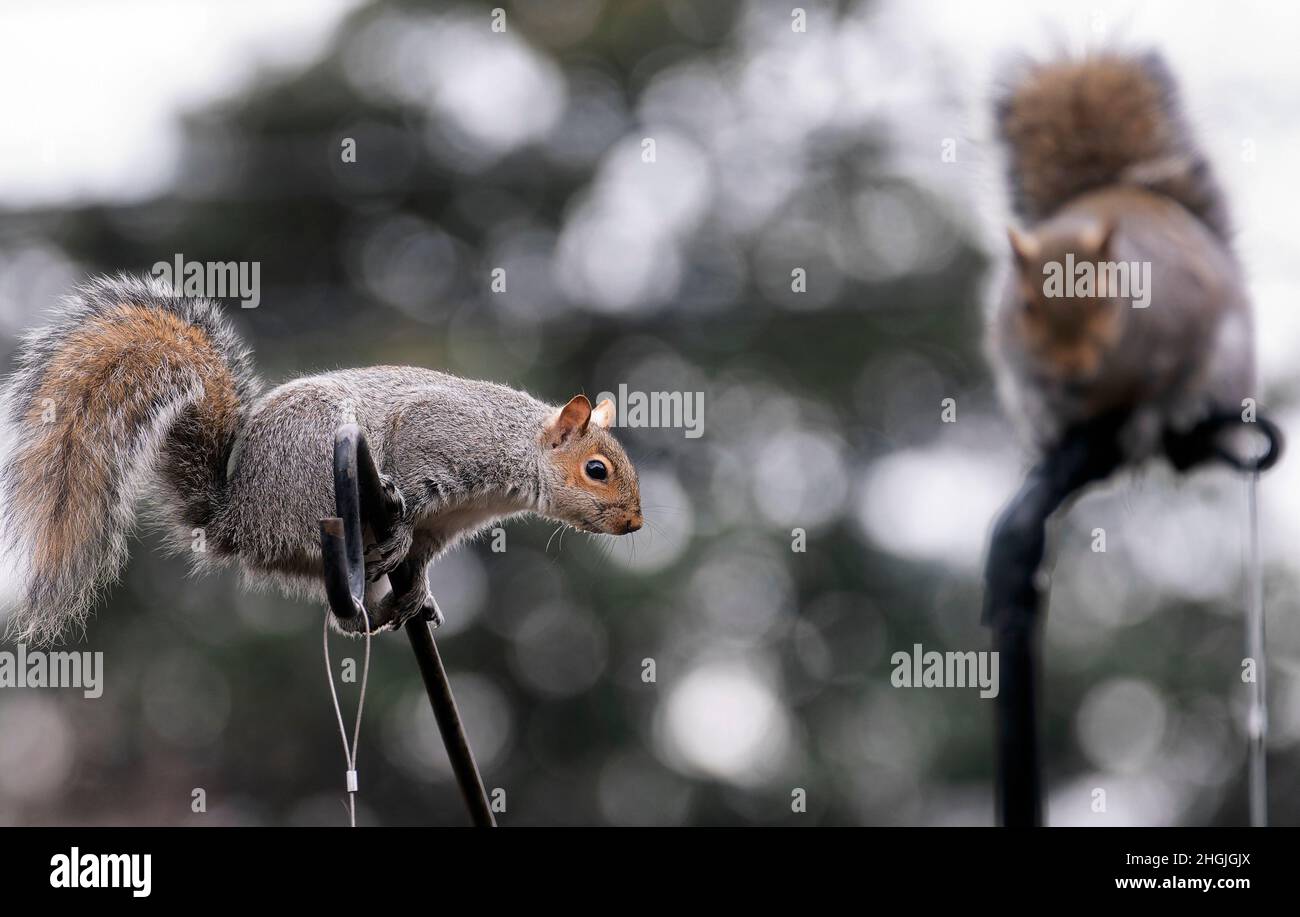 Gli scoiattoli invadono gli alimentatori di uccelli del cortile Foto Stock