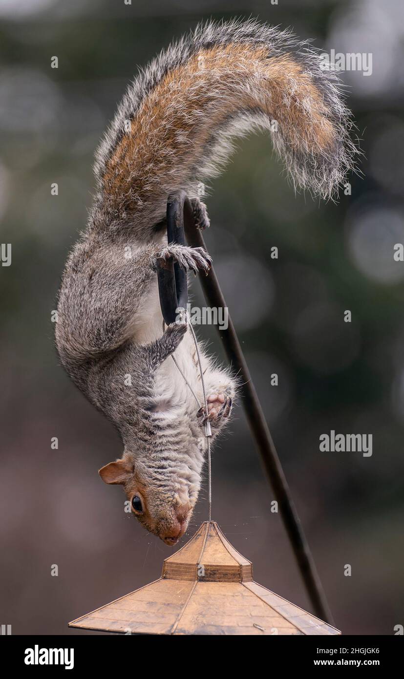 Uno scoiattolo pende capovolto su un alimentatore di uccelli Foto Stock