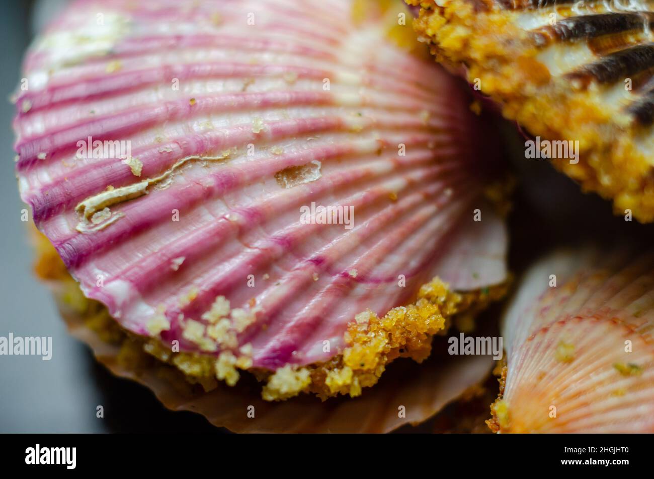 15 Conchiglie Stella Marina E Capasanta - 5-9 Cm Per Decorazioni Beach Theme, Wedding, Vasetti - Naturali - Foto 2