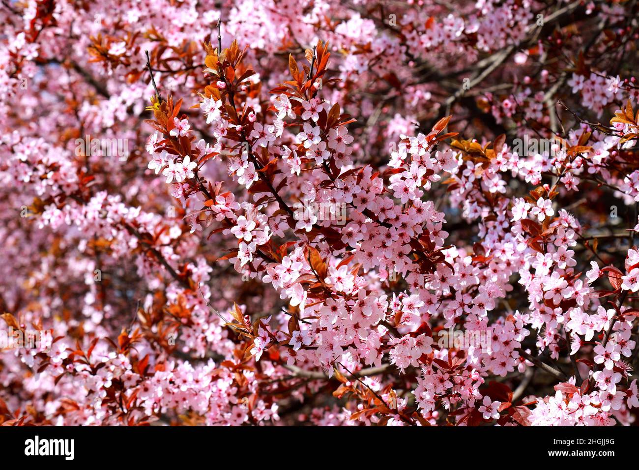 Prunus cerasifera Pissardii, fiori di prugna di ciliegia rossa nel giardino. Bellissimo albero decorativo con fiori rosa primavera sfondo natura. Foto Stock