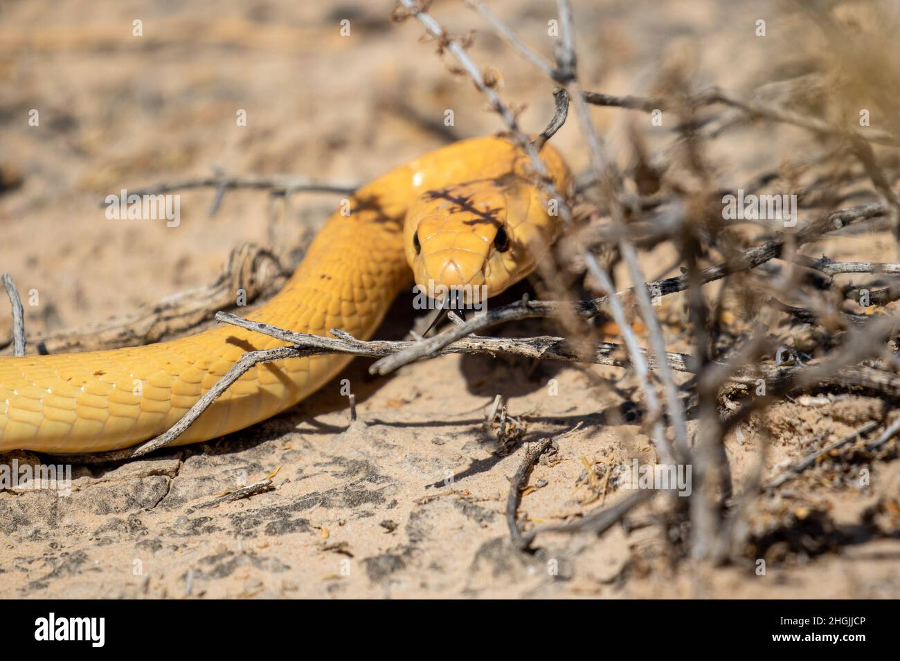 Capo Cobra nel Kgalagadi Foto Stock