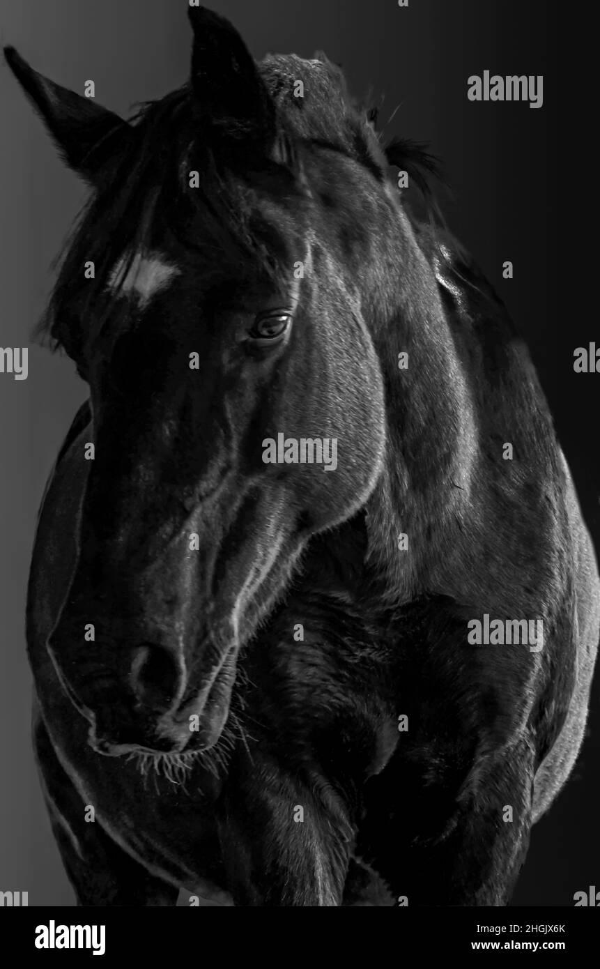 Testa di un cavallo nero in bianco e nero con luci e ombre Foto Stock