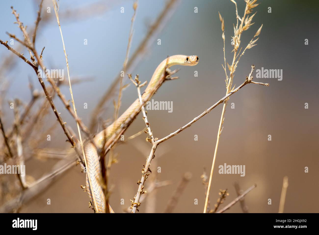 Serpente di sabbia con indicazione a forcella, Kgalagadi Foto Stock