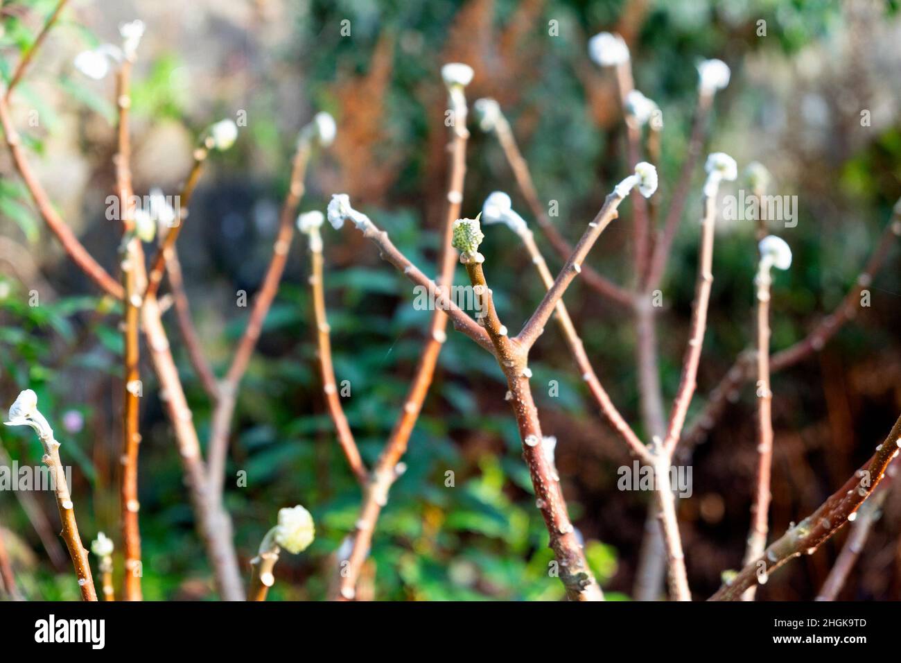 Germogli che si formano in gennaio sul fragrante inverno che fiorisce arbusto perenne deciduo Edgeworthia chrysantha grandiflora UK Wales UK KATHY DEWITT Foto Stock