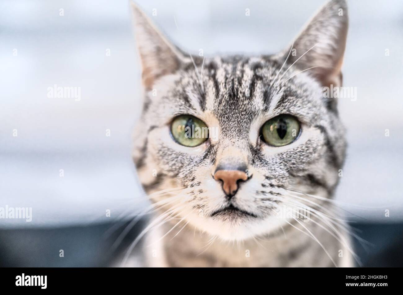 Ritratto di gatto domestico europeo grigio con strisce nere e occhi verdi Foto Stock