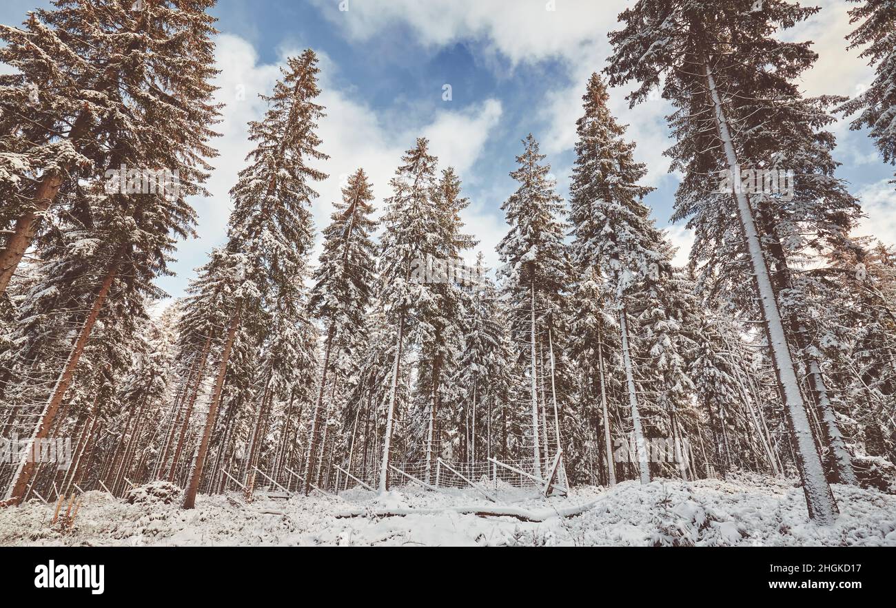 Bel paesaggio forestale invernale, tonificante applicato. Foto Stock