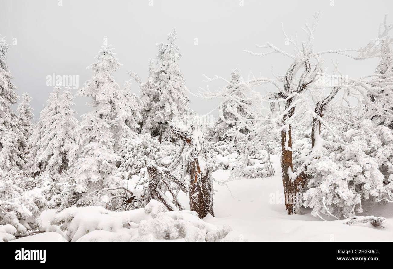 Bellissimo paesaggio invernale di montagna con alberi innevati. Foto Stock