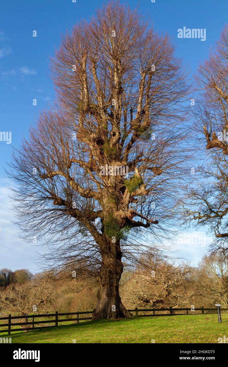 Alberi di tiglio (Tilia platyphyllos) durante l'inverno nel Great Windsor Great Park, Surrey, Regno Unito. Foto Stock