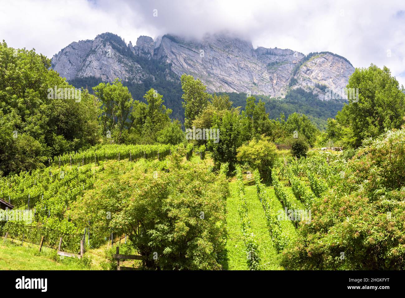 Paesaggio con vigneto e montagna, Svizzera. Piccola piantagione di vite in estate. Vista panoramica del vigneto verde nella campagna svizzera. Concetto di rur Foto Stock