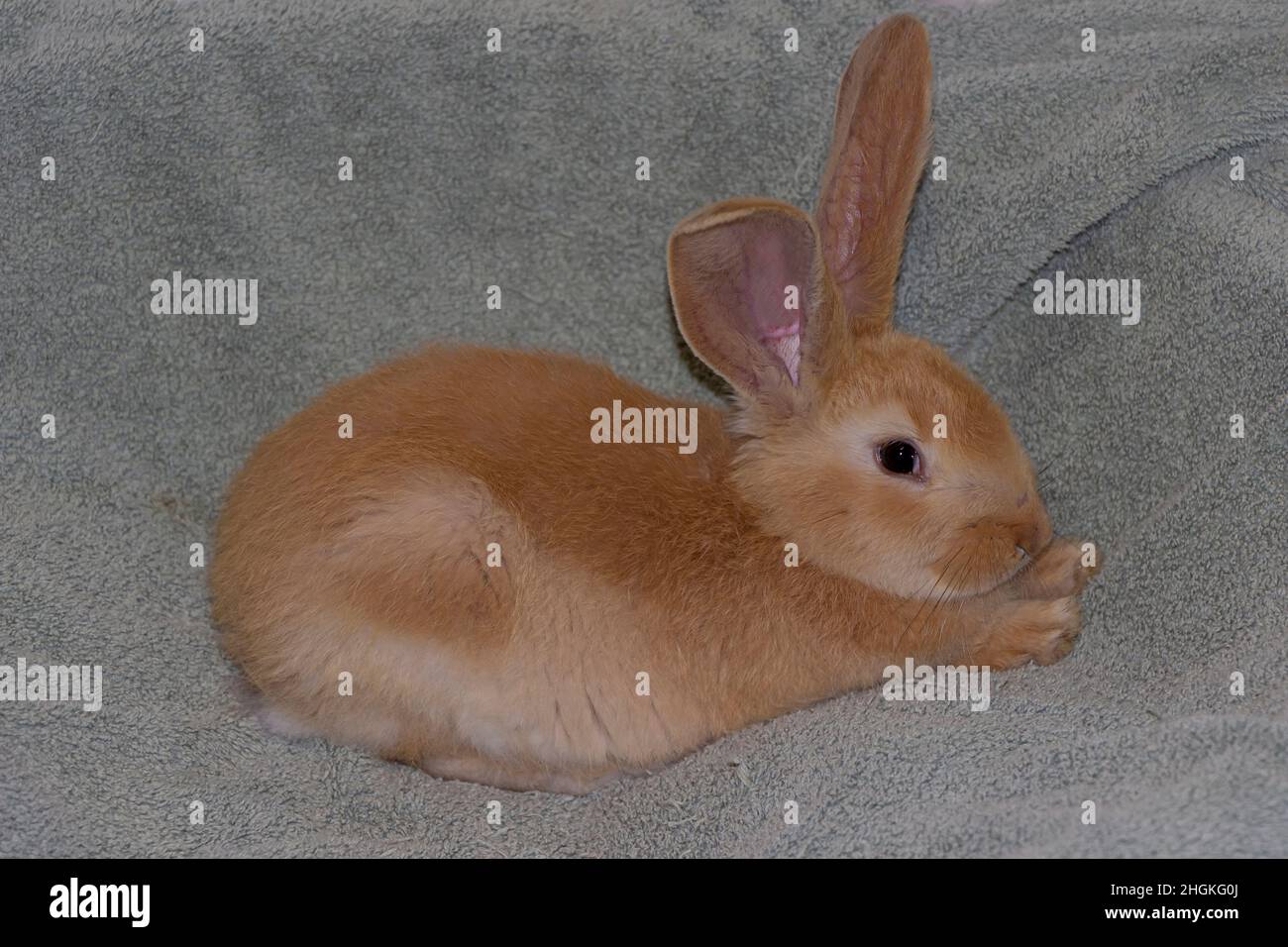 Baby British Giant coniglio molto calmo e di aspetto carino seduto su un asciugamano grigio con un occhio rosso e pelliccia di zenzero colorato Foto Stock