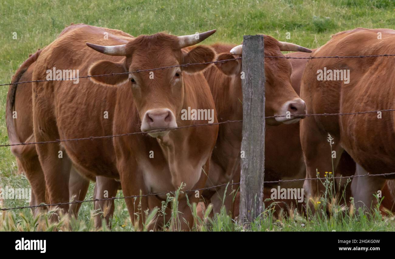 Il Limousin, francese: Limousine, è una razza francese di bovini da carne provenienti dalle regioni Limousin e Marche della Francia. In precedenza era utilizzato principalmente come dra Foto Stock
