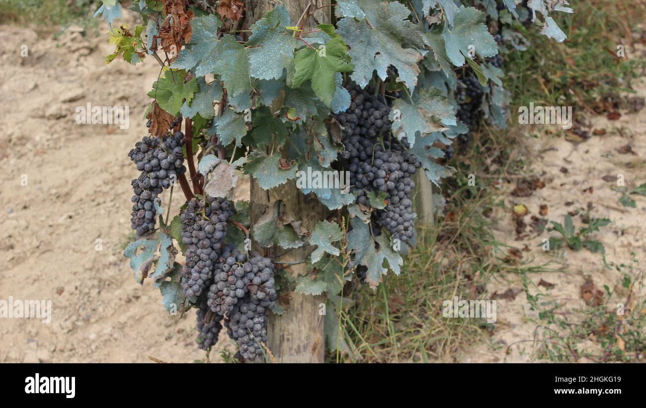 Grandi grappoli di uva nebbiolo nera con polvere di zolfo in un vigneto su tutte le foglie Foto Stock