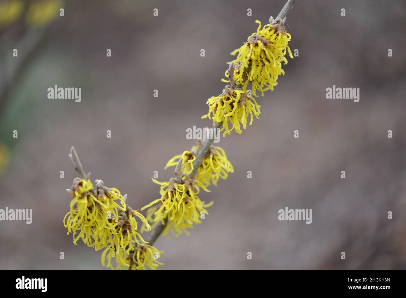 Nocciola gialla della strega (Hamamelis x intermedia) Arnold Promise fiorisce in un giardino nel mese di gennaio Foto Stock