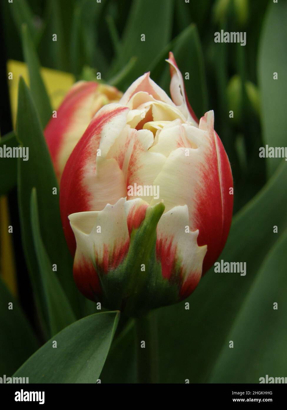 Tulipani doppi (Tulipa) fioriti di rosso e bianco (Tulipa) Horizon fiore in un giardino nel mese di aprile Foto Stock
