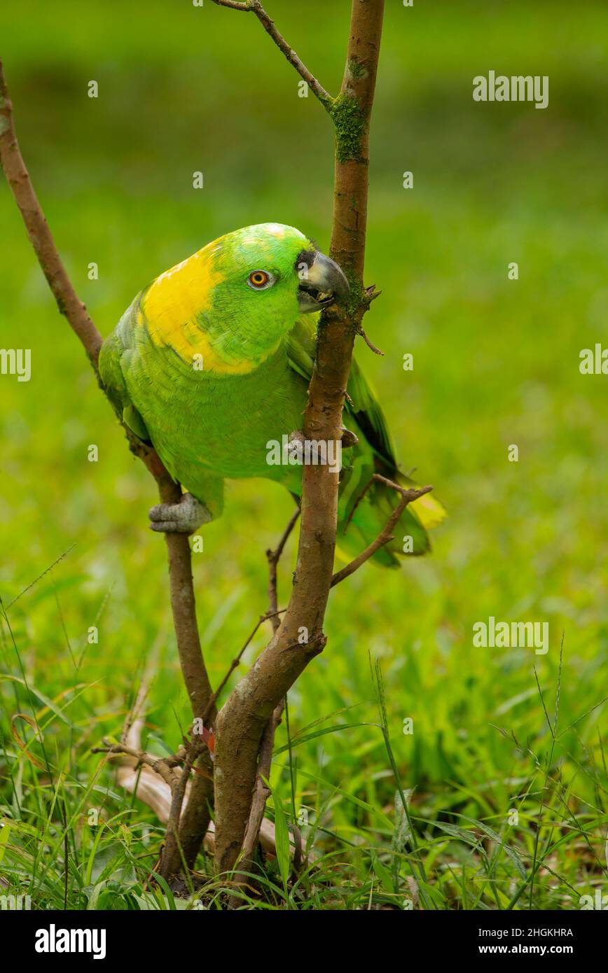 Pappagallo con nappagalli gialli (Amazzona auropalliata) Foto Stock
