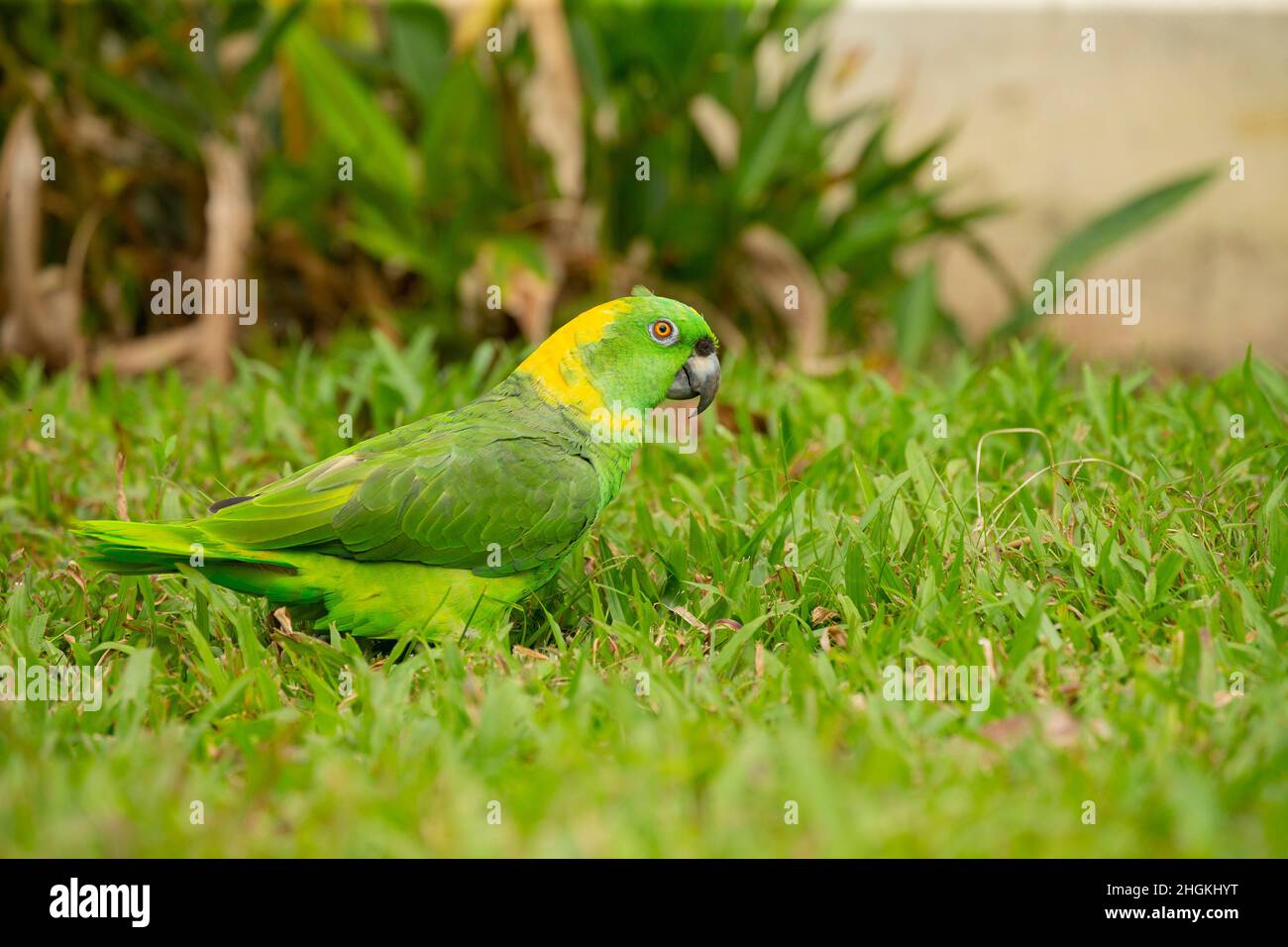 Pappagallo con nappagalli gialli (Amazzona auropalliata) Foto Stock