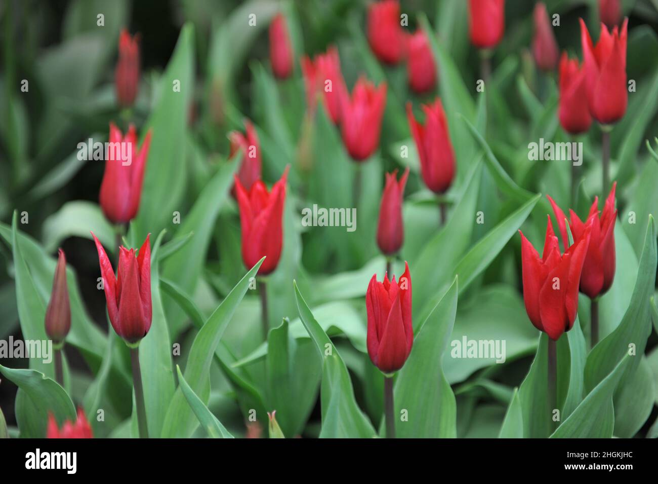 Tulipani rossi fioriti in giglio (Tulipa) Isaak Chic fiore in un giardino nel mese di aprile Foto Stock