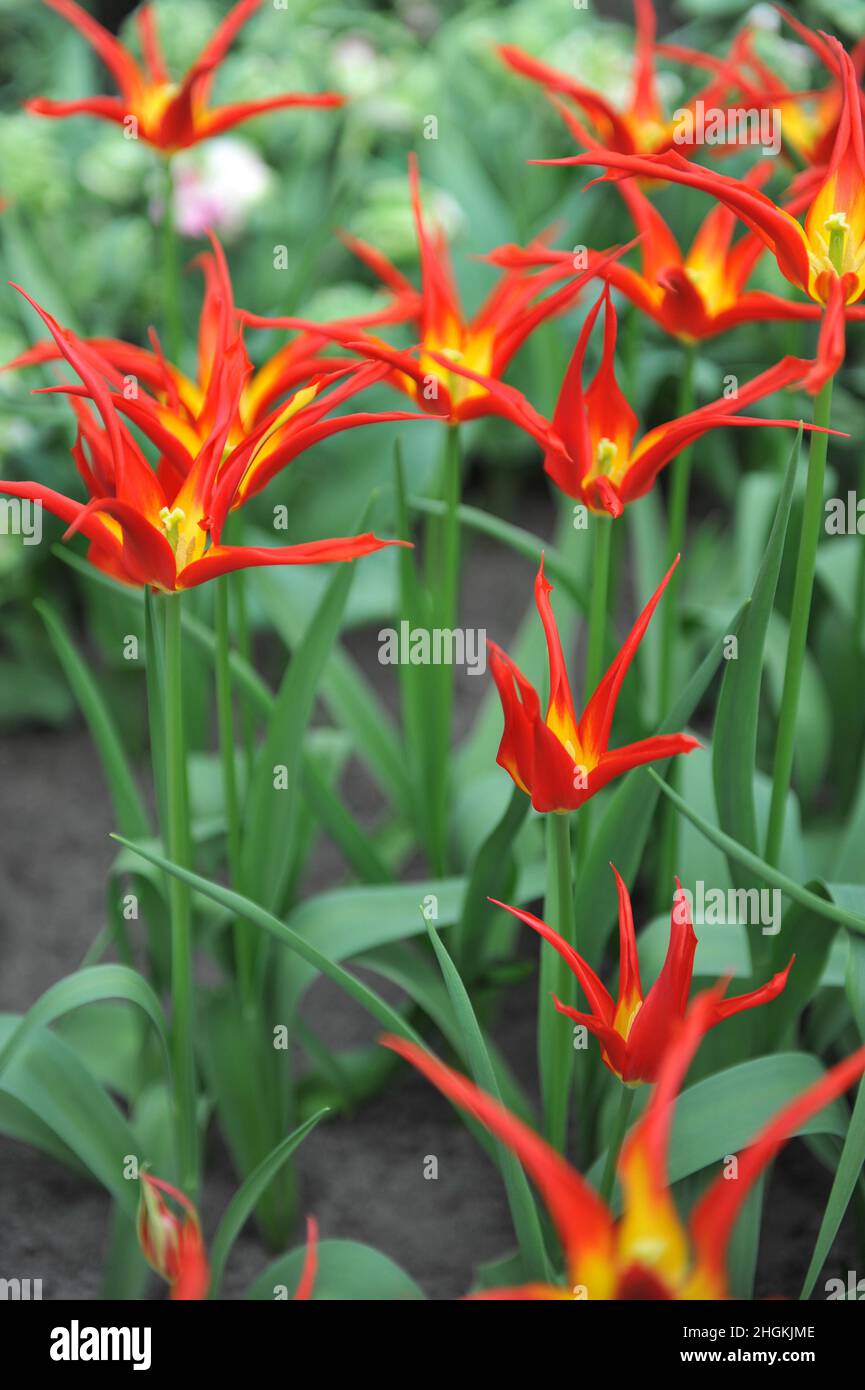 Tulipani rossi e gialli (Tulipa) Ivo con petali insolitamente stretti fioriscono in un giardino nel mese di aprile Foto Stock