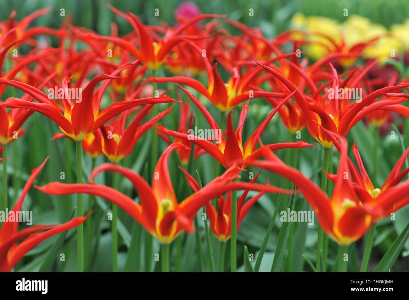 Tulipani rossi e gialli (Tulipa) Ivo con petali insolitamente stretti fioriscono in un giardino nel mese di aprile Foto Stock