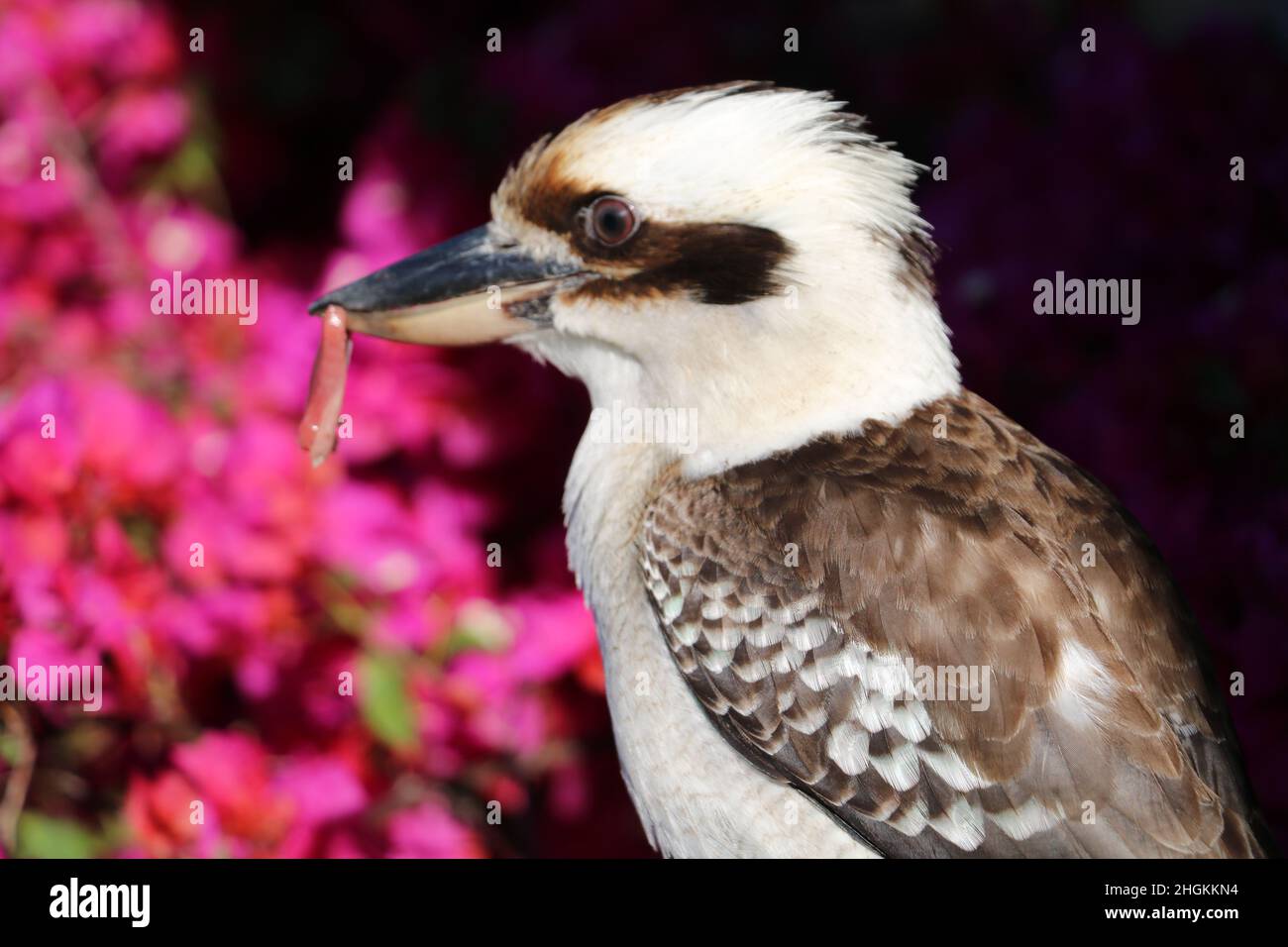 Kookaburra Foto Stock