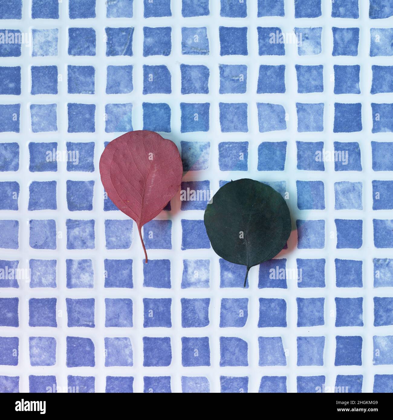 Decorazioni a foglie secche colorate su sfondo mosaico in ceramica blu. Interni in casa Foto Stock