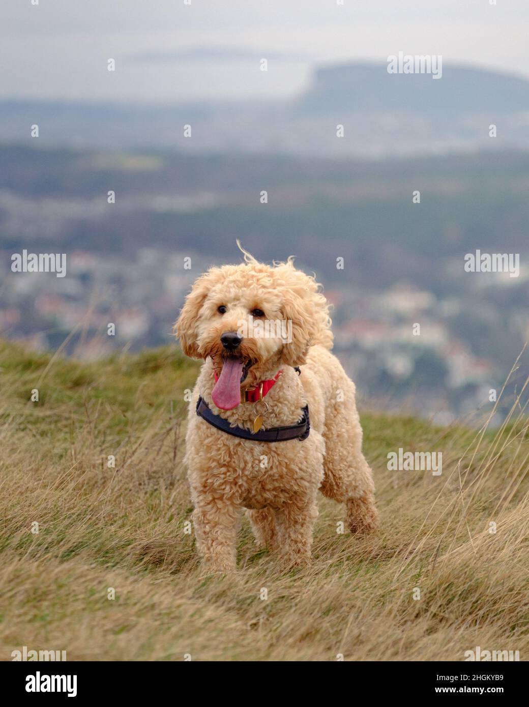 Cockapoo cane giocare in campo collinare Foto Stock